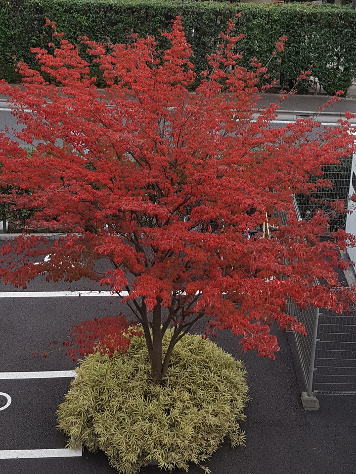 Yamaboshi1