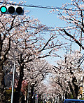 Sakurasetagaya