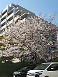 Citysakura1