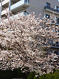 Citysakura2