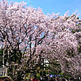Sakura3
