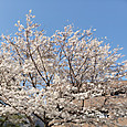 Sakurablue